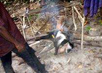 Images\Expeditions\Expedition-2010-Cameroon\Thumbnails\Cameroon2010-32_small.jpeg